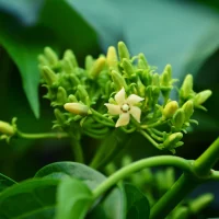 LipoPeak gymnema sylvestre ingredient, the flowering climbing plant